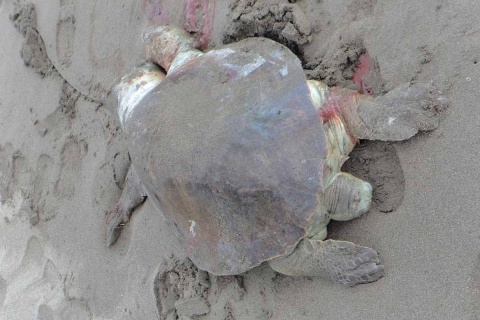 Hallan 115 tortugas muertas en costas de Tonalá, Chiapas - tortugas-muertas-puerto-arista-3