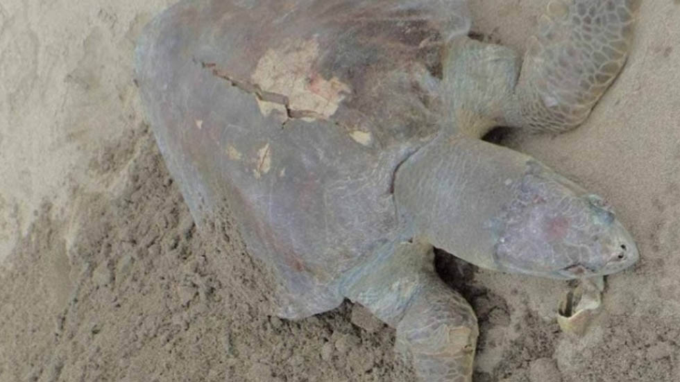 Hallan 115 tortugas muertas en costas de Tonalá, Chiapas