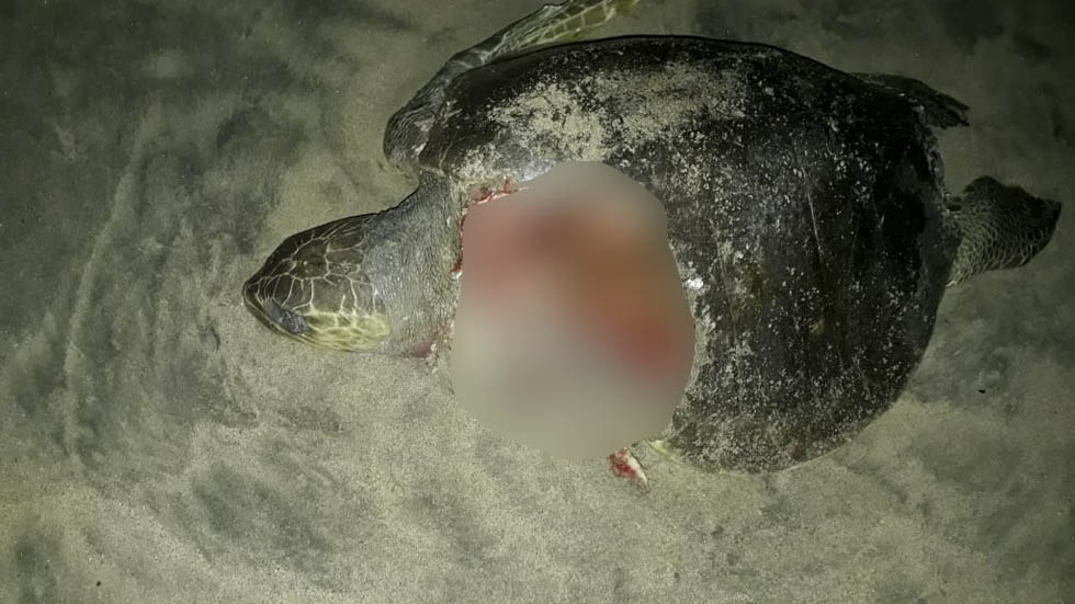 Hallan al menos 10 tortugas muertas en Tecpan, Guerrero - tortugas-tecpan-muertas-2