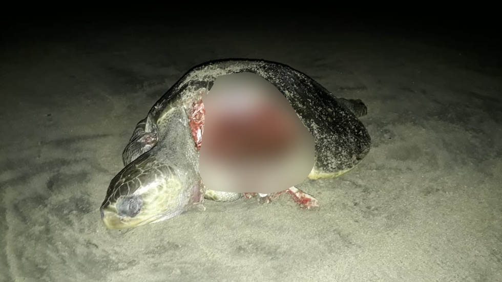 Hallan al menos 10 tortugas muertas en Tecpan, Guerrero