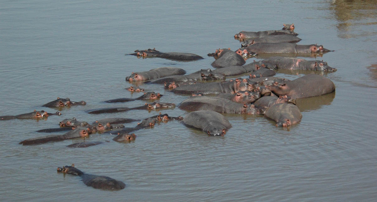Turista chino muere por ataque de hipopótamo en Kenia - turista-chino-muere-por-ataque-de-hipopotamo-en-kenia