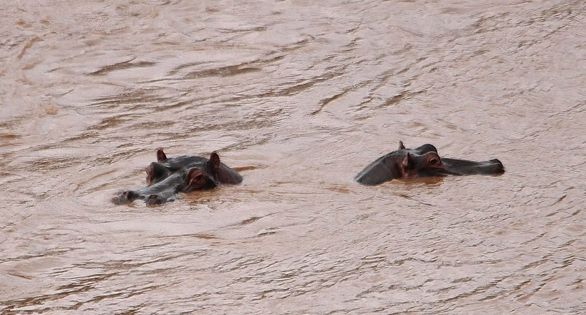 Turista chino muere por ataque de hipopótamo en Kenia