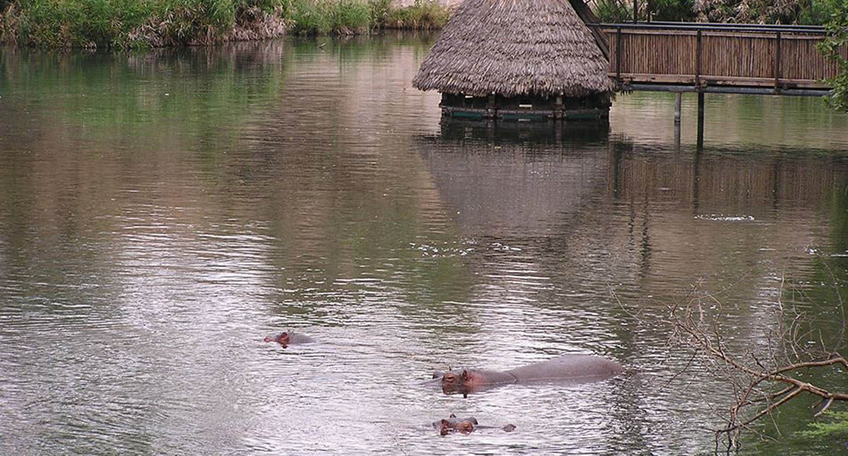 Turista chino muere por ataque de hipopótamo en Kenia - turista-chino-muere-por-ataque-de-hipopotamo-en-lago-de-kenia