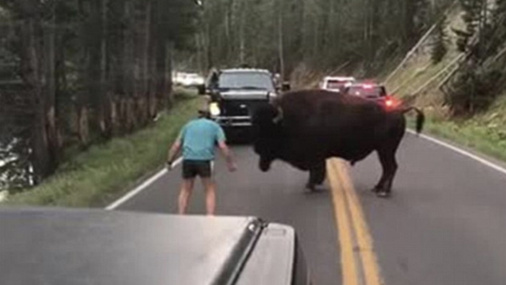 #Video Hombre provoca a bisonte en parque nacional de EE.UU.; ya fue detenido