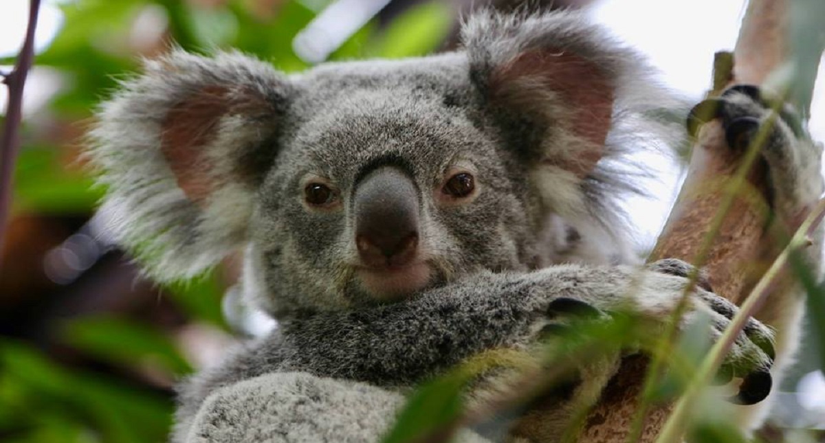 Mueren dos de los tres koalas de un zoológico de Bélgica - zelda-pairi-daiza-koala