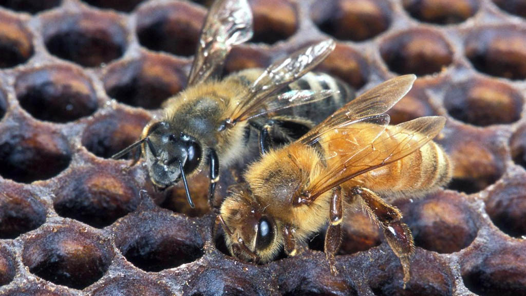 ¿Qué es más letal: un alacrán, una abeja o una serpiente?