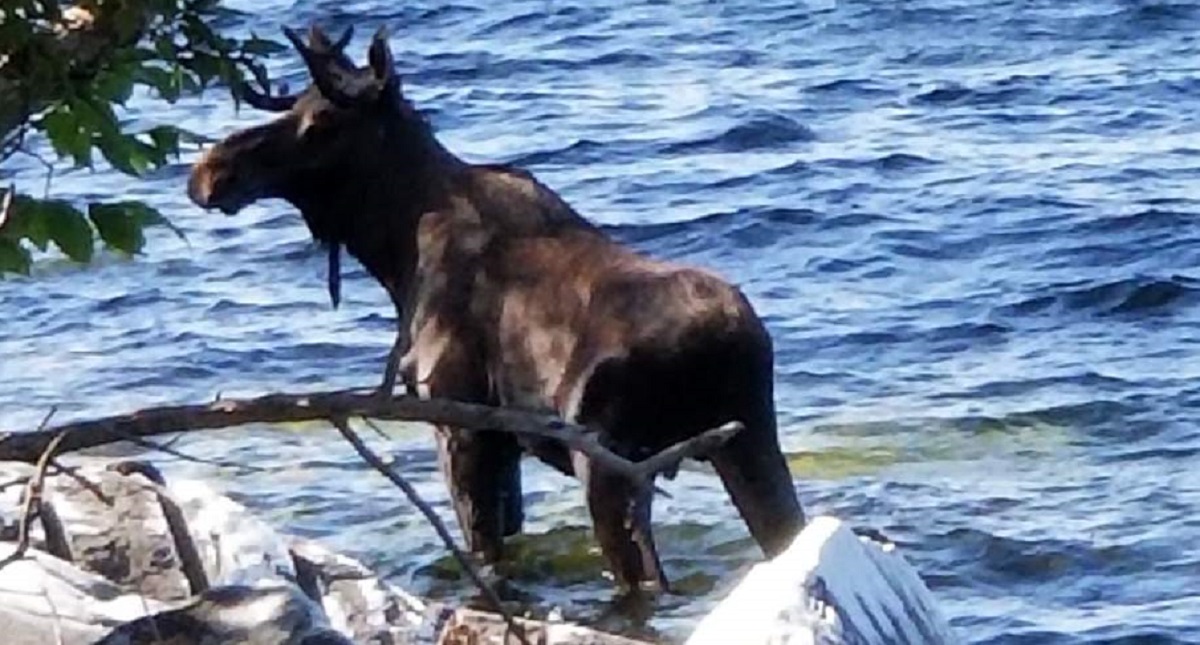 Alce muere ahogado al intentar escapar de turistas