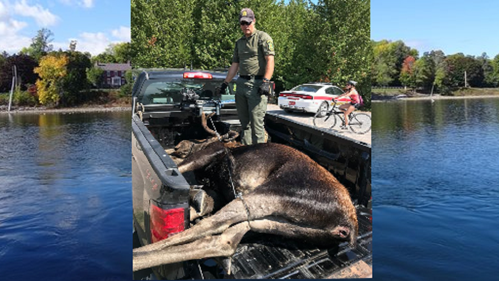 Alce muere ahogado al intentar escapar de turistas - alce-muere-ahogado-al-intentar-escapar-de-fotos