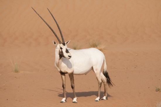 Animales que ya no se encuentran en peligro de extinción - arabian-oryx-45a1751c-5b07-4f62-8aed-733ceb5c288-resize-750