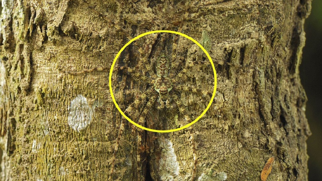 #RetoViral ¿Logras distinguir a los animales? - arana-liquen-r