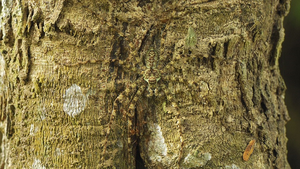 #RetoViral ¿Logras distinguir a los animales? - arana-liquen