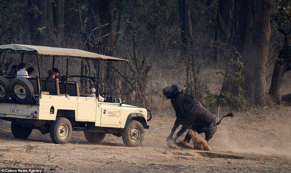 #Galería Búfalo ataca a turistas en Zambia - ataque-bufalo-2