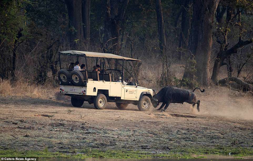 #Galería Búfalo ataca a turistas en Zambia - ataque-bufalo-3