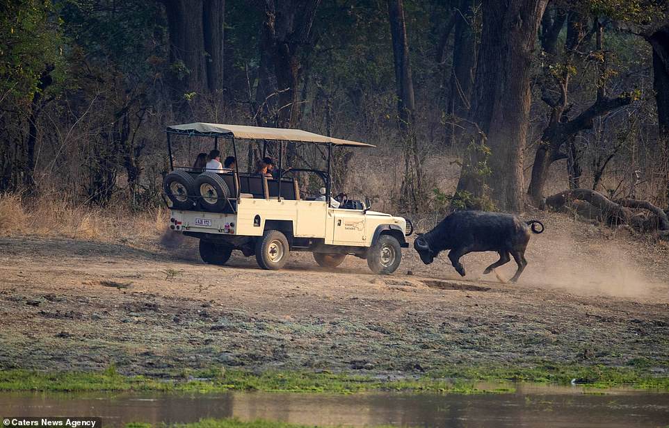 #Galería Búfalo ataca a turistas en Zambia - ataque-bufalo-4