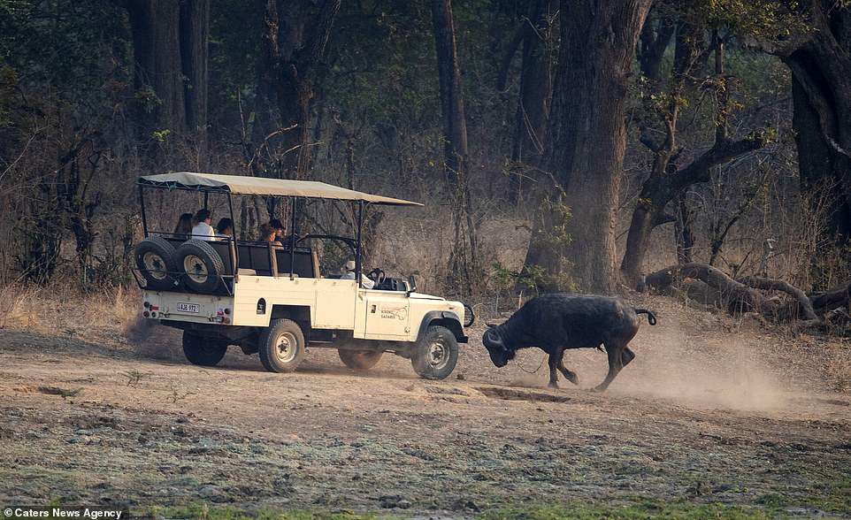 #Galería Búfalo ataca a turistas en Zambia - ataque-bufalo-5