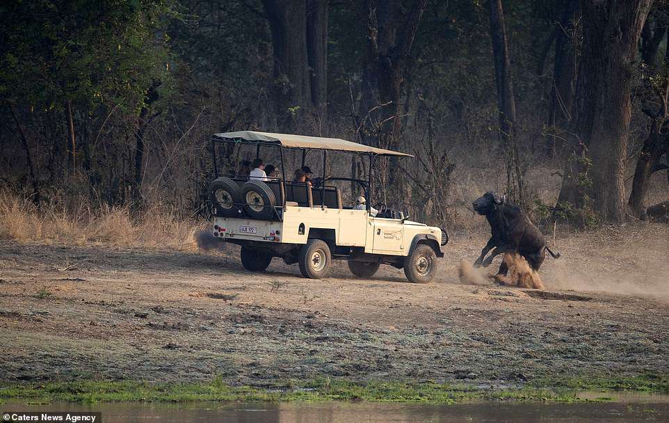 #Galería Búfalo ataca a turistas en Zambia - ataque-bufalo-6
