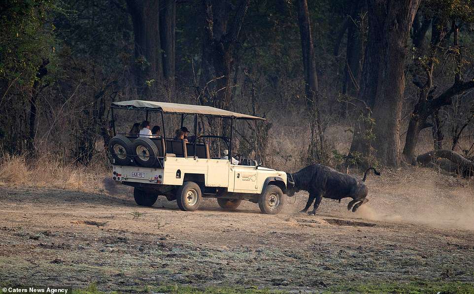 #Galería Búfalo ataca a turistas en Zambia - ataque-bufalo-7