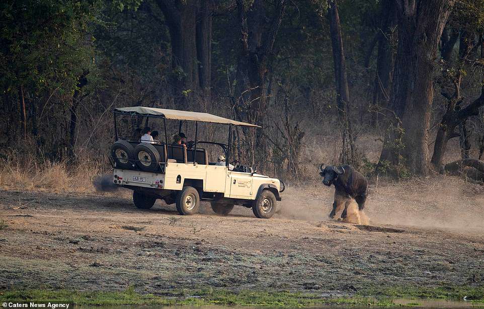 #Galería Búfalo ataca a turistas en Zambia - ataque-bufalo-8