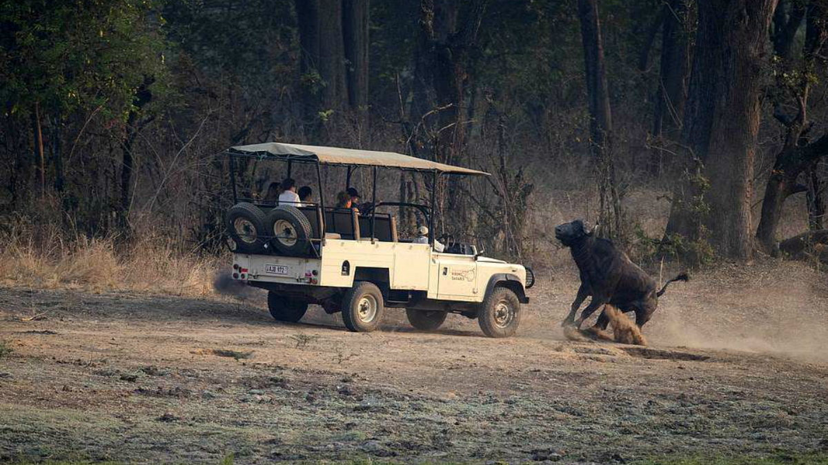 #Galería Búfalo ataca a turistas en Zambia #Galería Búfalo ataca a turistas en Zambia