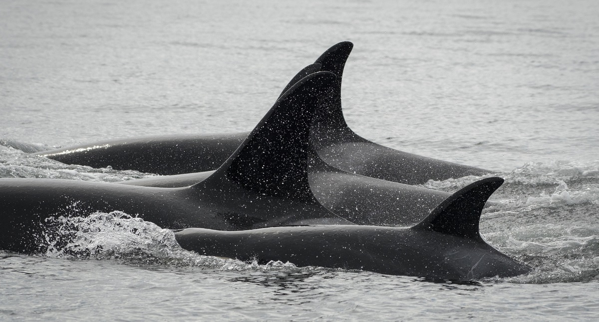 Biólogos “cazan” orca joven para salvarle la vida