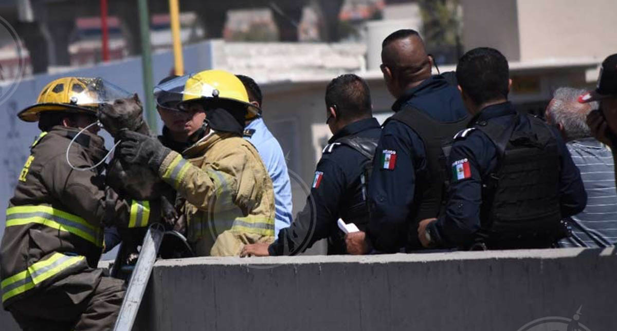 Bomberos rescatan a Pitbull en canal de aguas de Ciudad Juárez - bomberos-rescatan-a-pitbull-en-canal-de-aguas-de-cd-juarez