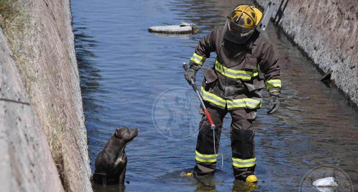 Bomberos rescatan a Pitbull en canal de aguas de Ciudad Juárez - bomberos-rescatan-a-pitbull-en-canal-de-aguas-de-ciudad-juarez