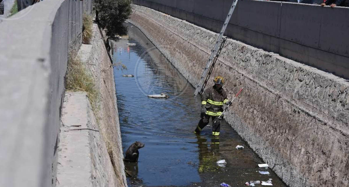 Bomberos rescatan a Pitbull en canal de aguas de Ciudad Juárez - bomberos-rescatan-a-pitbull-en-canal-de-aguas-negras-de-ciudad-juarez