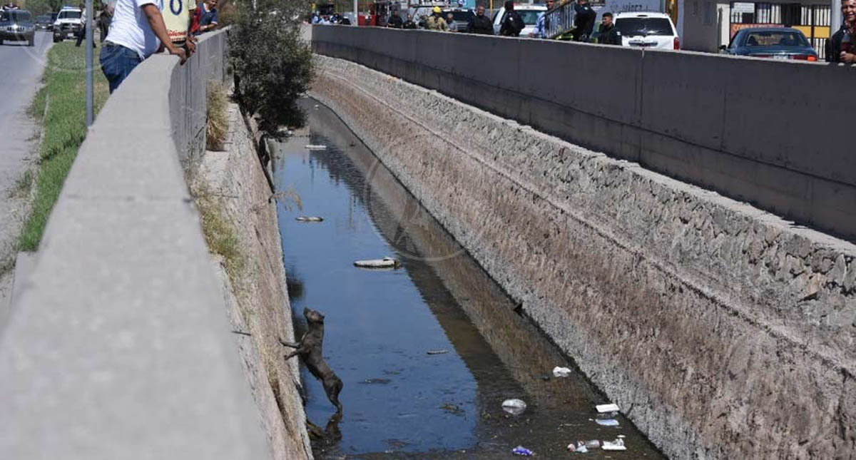 Bomberos rescatan a Pitbull en canal de aguas de Ciudad Juárez