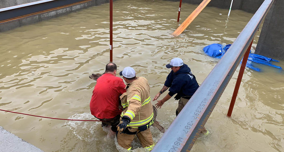 #Video Bomberos salvan a venados de morir ahogados - bomberos-salvan-a-venados-de-morir-ahogados-en-zoneton