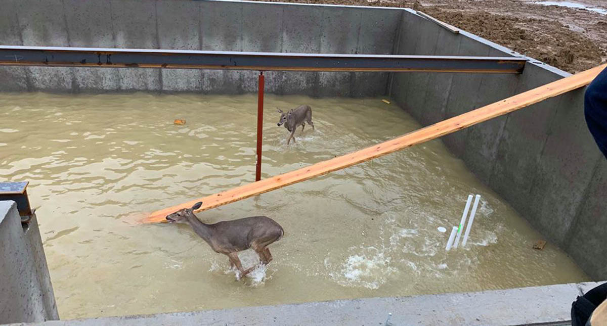 #Video Bomberos salvan a venados de morir ahogados
