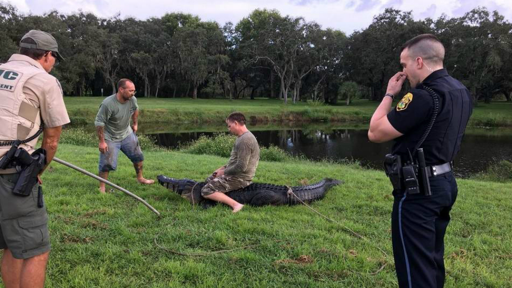 Caimán ataca a hombre en Florida
