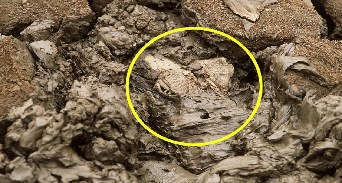 #RetoViral ¿Logras distinguir a los animales? - caiman-r