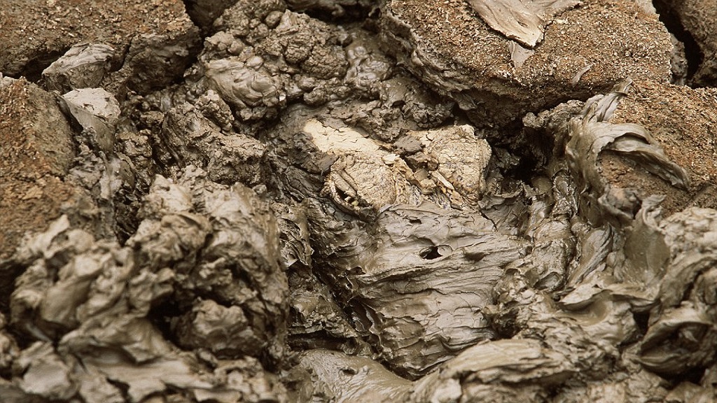 #RetoViral ¿Logras distinguir a los animales? - caiman