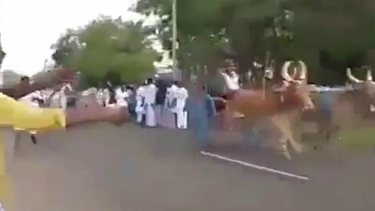#Video Toros aplastan a camarógrafo durante carrera en India