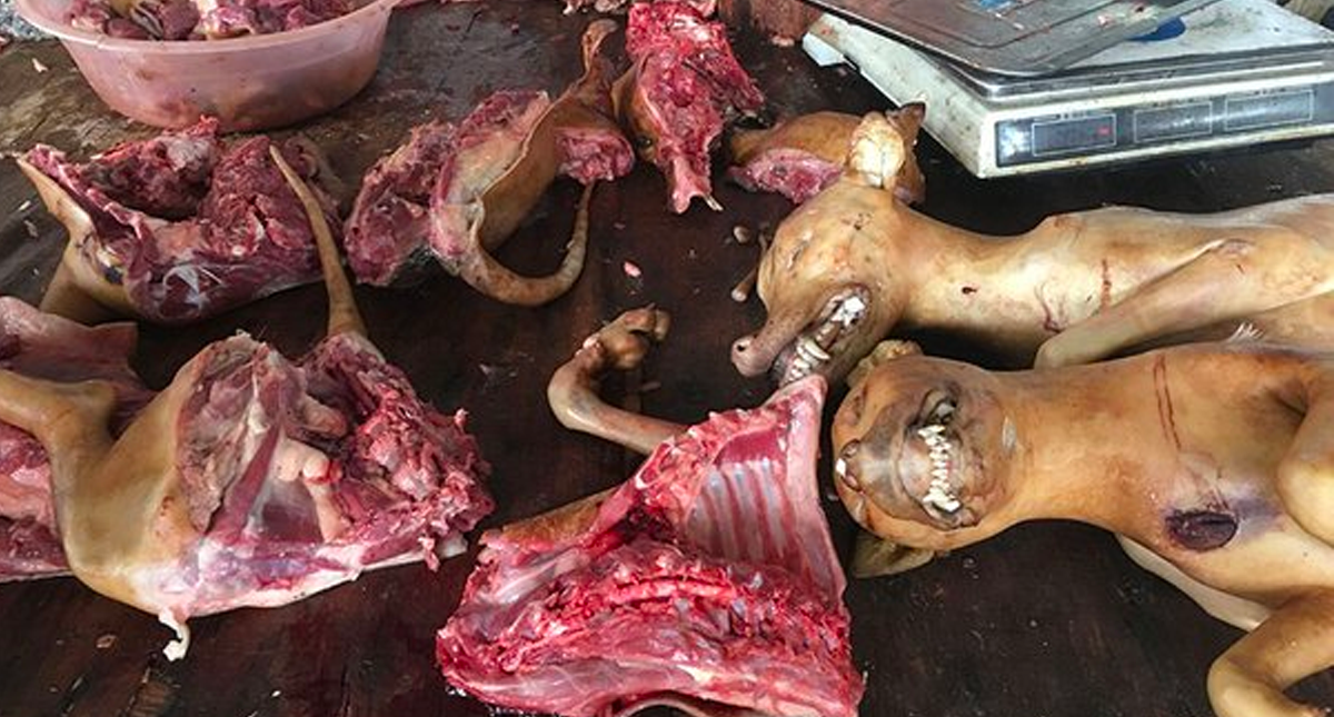Vietnam pide a la población no comer carne de perro - carne-de-perro