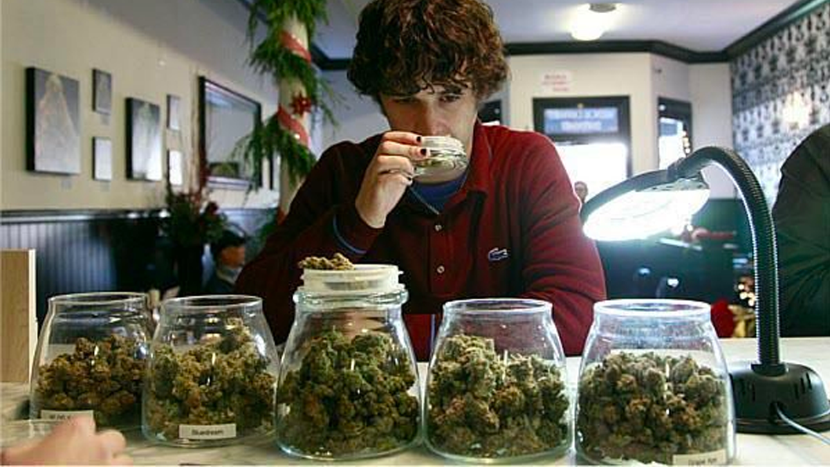 Abren seis puestos para ser catador de mariguana en Canadá