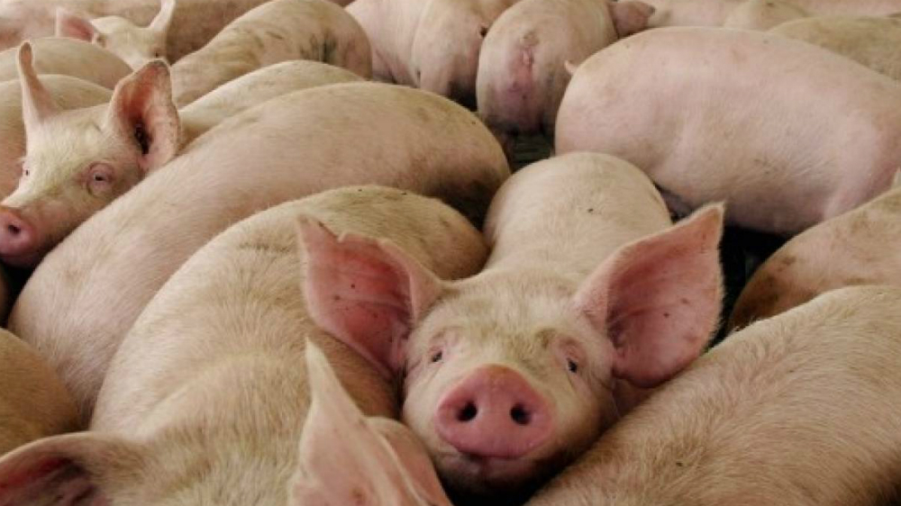 México mantiene alerta por fiebre porcina africana