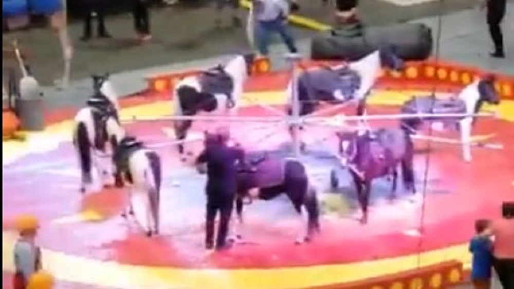 #Video Camello pierde el control en circo y hiere a siete - circo-shrine