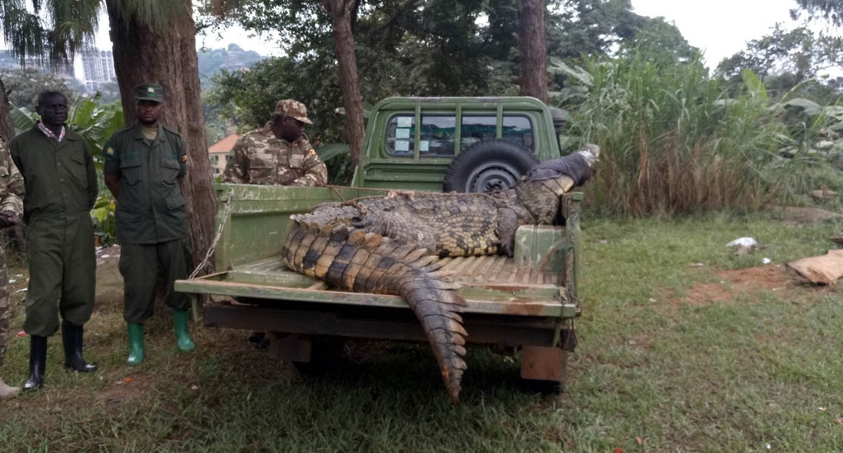 Cocodrilo se come a mujer y a su bebé en lago de Uganda