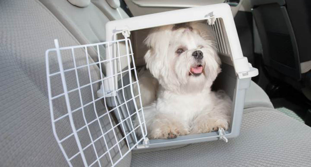 Alertan por nueva modalidad de extorsión a dueños de mascotas perdidas