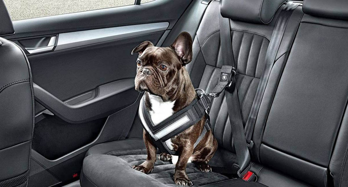 Cómo viajar seguro en auto con mascotas - como-viajar-seguro-en-auto-con-mascotas-perro