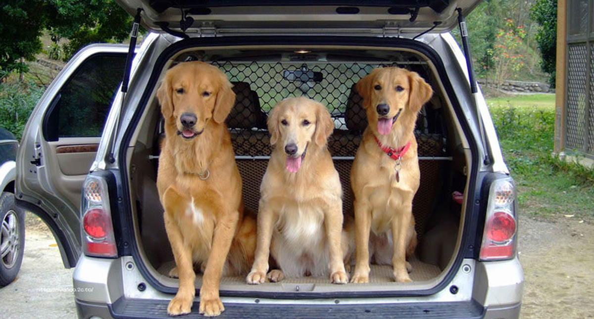 Cómo viajar seguro en auto con mascotas - como-viajar-seguro-en-auto-con-mascotas