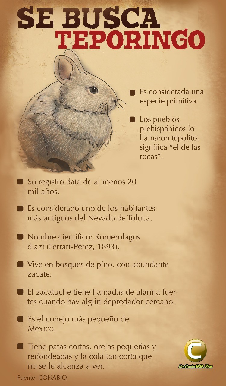 No se puede declarar extinto al teporingo en el Nevado de Toluca: Conanp - conejo-teporingo