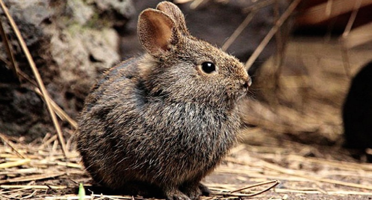 No se puede declarar extinto al teporingo en el Nevado de Toluca: Conanp - declaran-extinto-al-conejo-teporingo-en-el-nevado-de-toluca