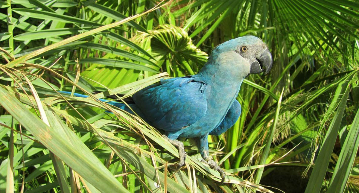 Declaran extinto al Guacamayo de Sprix, protagonista de Río