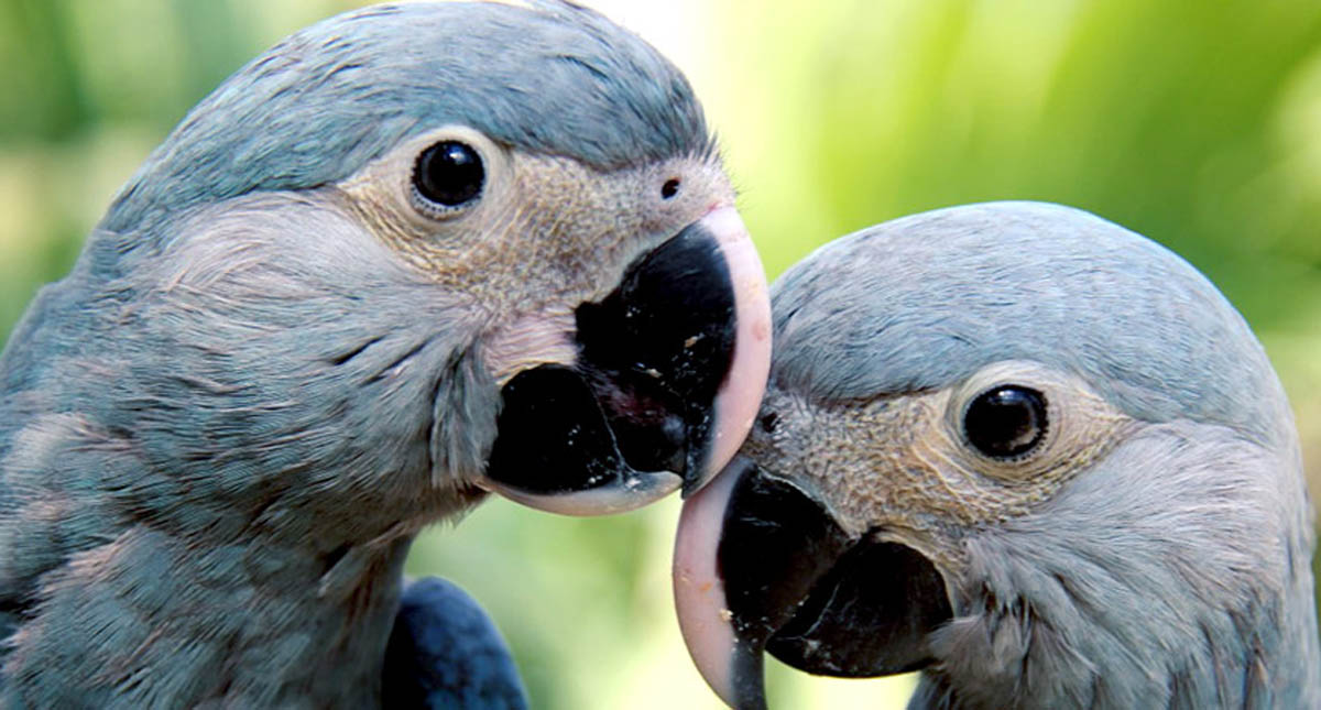 Declaran extinto al Guacamayo de Sprix, protagonista de Río - declaran-extinto-al-guacamayo-de-sprix