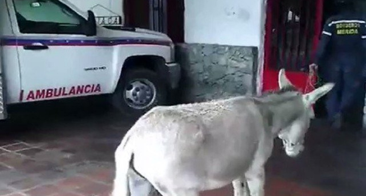 #Video Detienen a bomberos por comparar a Maduro con burro - detienen-a-vulcanos-por-comparar-a-maduro-con-burro
