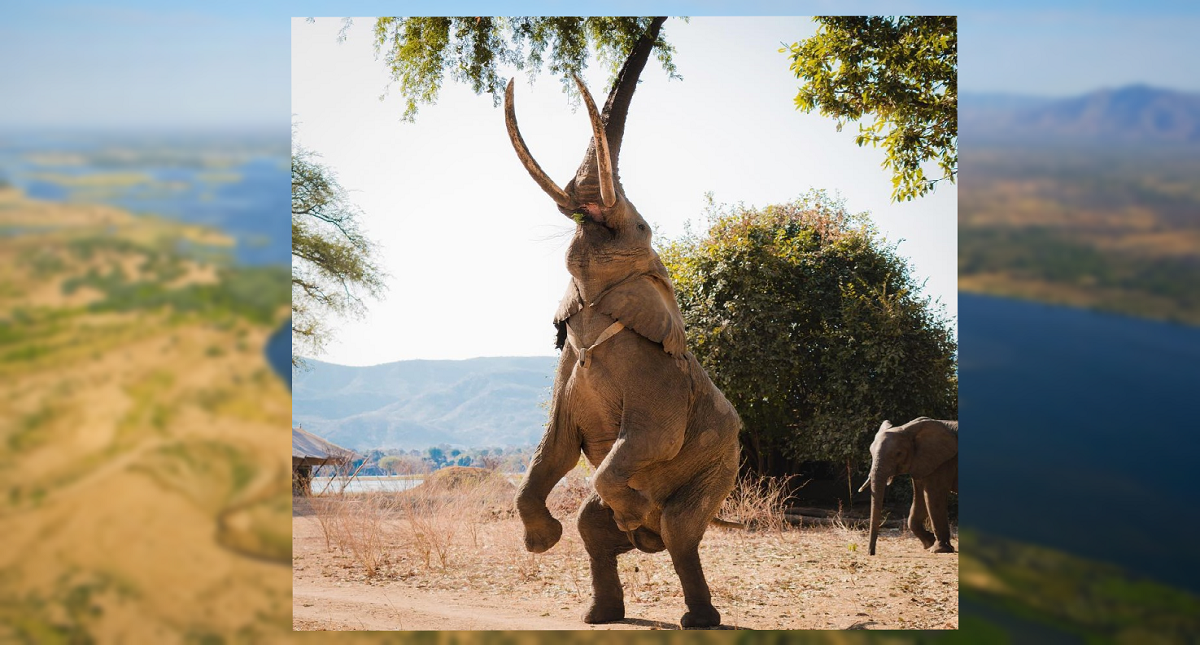 Elefante mata a pisotones a turista en Zimbabue - elefante-en-mana-pools