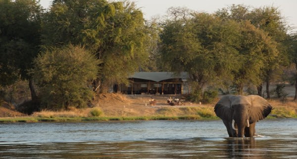 Elefante mata a pisotones a turista en Zimbabue