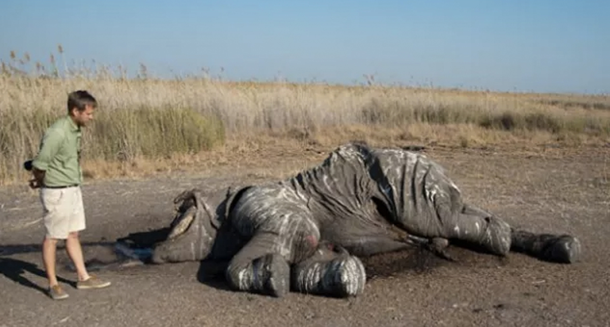 Encuentran 87 elefantes víctimas de caza furtiva en Botsuana
